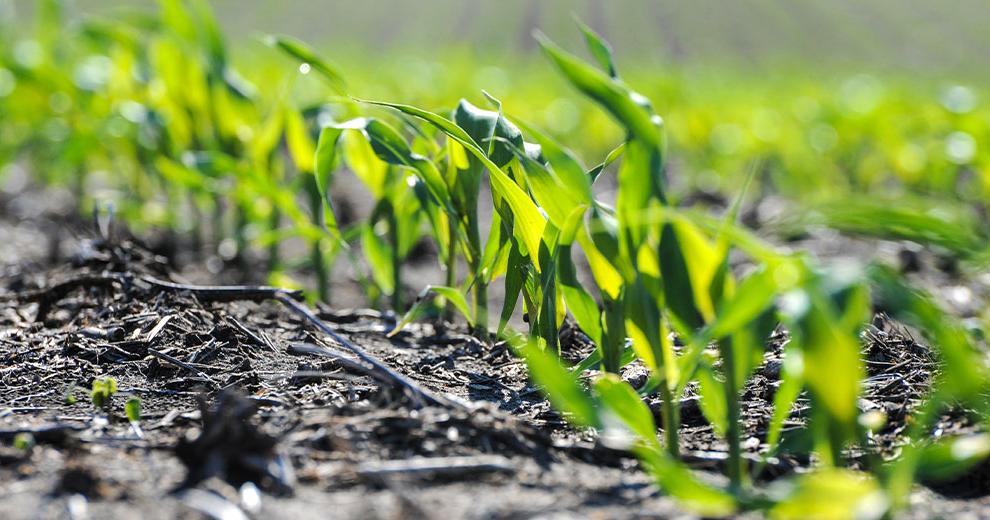 Corn seedlings